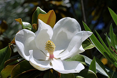 Magnolia grandiflora