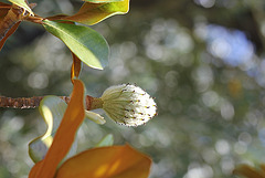 Magnolia grandiflora