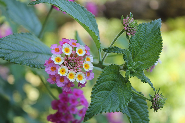 Lantana