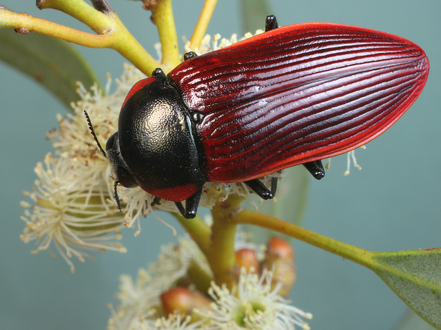 Temognatha marginalis  PL2286