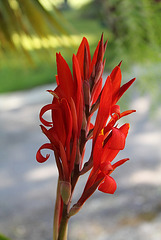 Canna indica