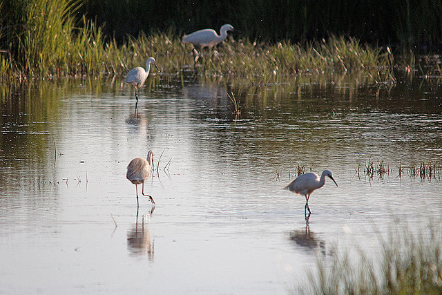 20110606 5233RTw [F] Seidenreiher (Egretta garzetta), Tour Carbonnière, Camargue