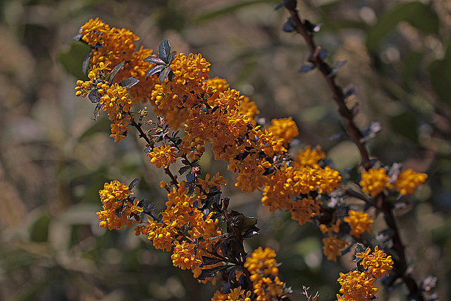 20110426 1367RMw [D~LIP] Dotterberberitze (Berberis 'Stenophylla'), Bad Salzuflen