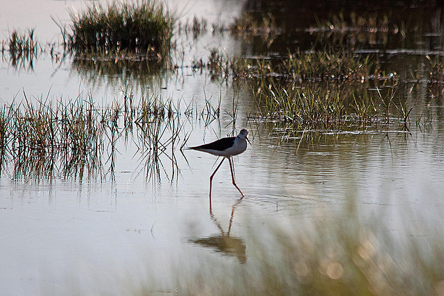 20110606 5229Rw [F] Stelzenläufer, Spiegelung, Tour Carbonnière, Camargue