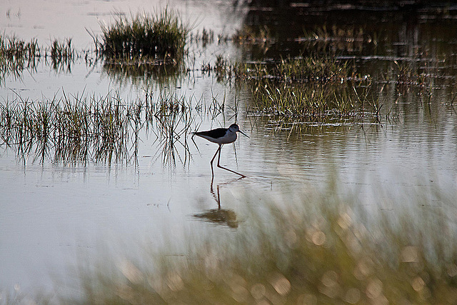 20110606 5228RTw [F] Stelzenläufer, Spiegelung, Tour Carbonnière, Camargue