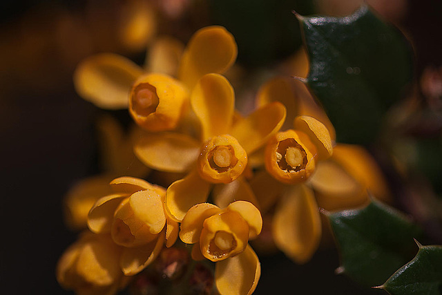 20110426 1366RMw [D~LIP] Dotterberberitze (Berberis 'Stenophylla'), Bad Salzuflen