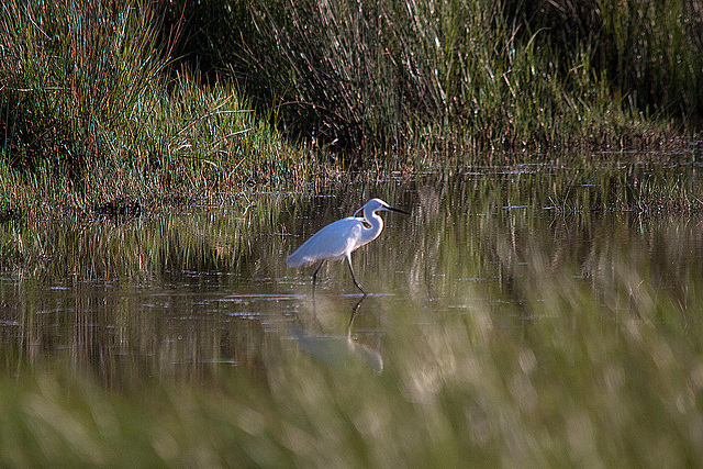 20110606 5226RTw [F] Seidenreiher, Tour Carbonnière, Camargue