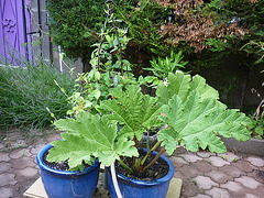 Gunnera ..restera en pot ..ne supporte pas les hivers de Limoux