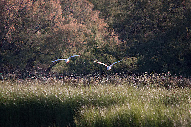 20110606 5222RTw [F] Seidenreiher, Tour Carbonnière, Camargue