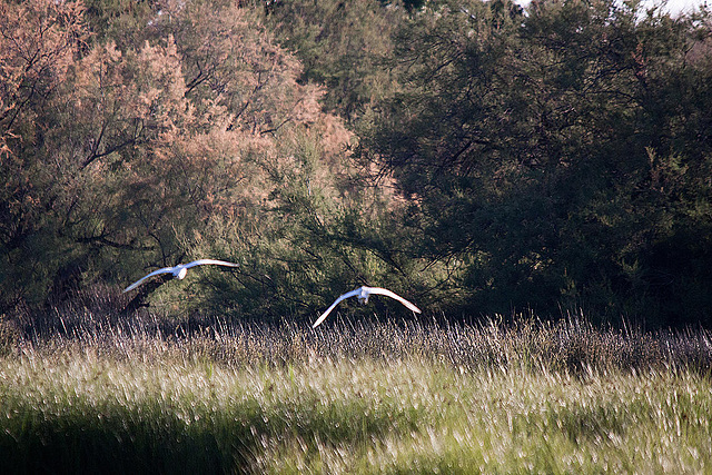 20110606 5221RTw [F] Seidenreiher, Tour Carbonnière, Camargue