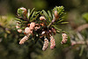 20110426 1361RMw [D~LIP] Koreatanne (Abies coreana), Bad Salzuflen