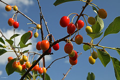 Le temps des cerises