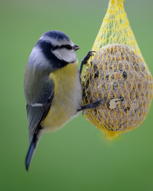 Mésange bleue...