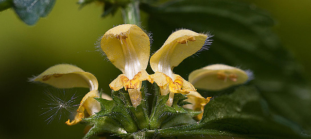 20110426 1349RMw [D~LIP] Goldnessel (Lamium galeobdolon), Bad Salzuflen