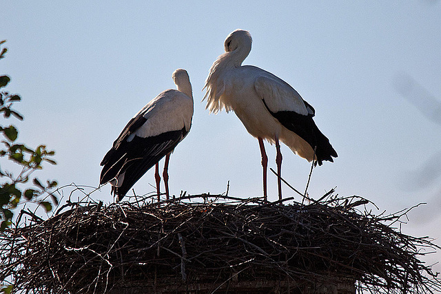 20110508 2105RTw [D~LIP] Weißstorch, Lügde-Elbrinxen