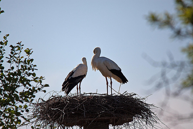 20110508 2104RTw [D~LIP] Weißstorch, Lügde-Elbrinxen