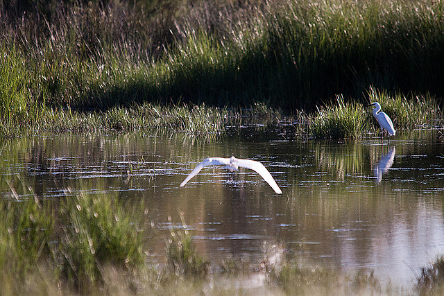 20110606 5219RTw [F] Seidenreiher, Tour Carbonnière, Camargue