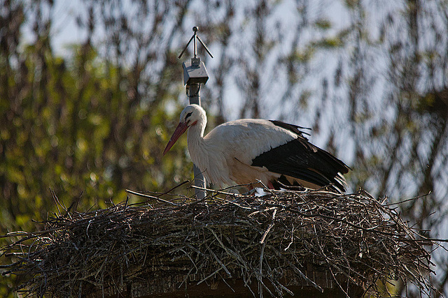 20110508 2096RTw [D~LIP] Weißstorch, Lügde- Elbrinxen