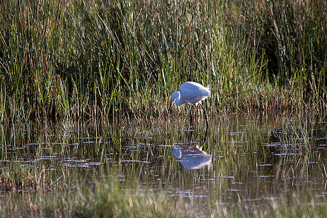 20110606 5216RTw [F] Seidenreiher, Spiegelung, Tour Carbonnière, Camargue