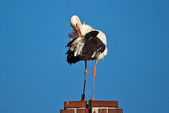 20110508 2095RTw [D~LIP] Weißstorch, Lügde-Elbrinxen