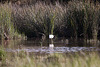 20110606 5215RTw [F] Seidenreiher, Tour Carbonnière, Camargue