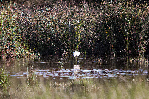 20110606 5215RTw [F] Seidenreiher, Tour Carbonnière, Camargue