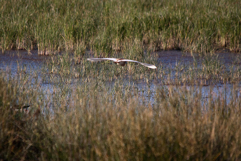 20110606 5199RTw [F] Rallenreiher, Tour Carbonnière, Camargue