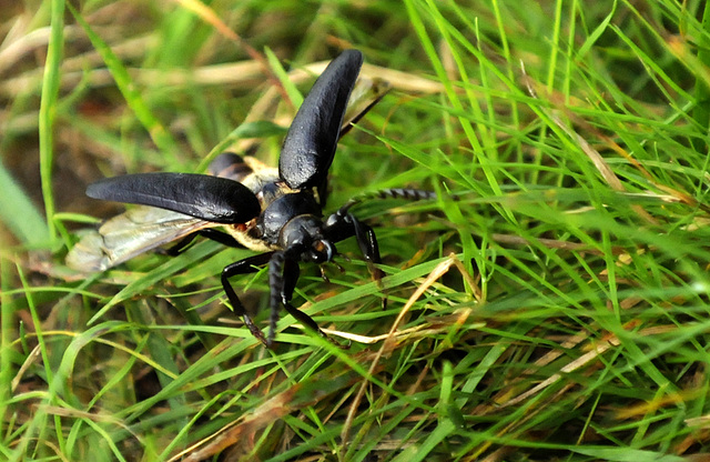 Um wen handelt es sich? Großer Eichenbock?