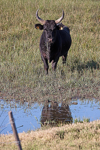 20110606 5187RTw [F] Camargue-Stier, Tour Carbonnière, Camargue [Tour Carbonnière]