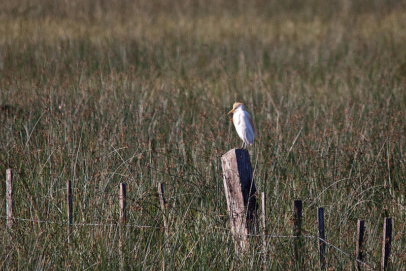 20110606 5186RTw [F] Kuhreiher, Tour Carbonnière, Camargue [Tour Carbonnière]