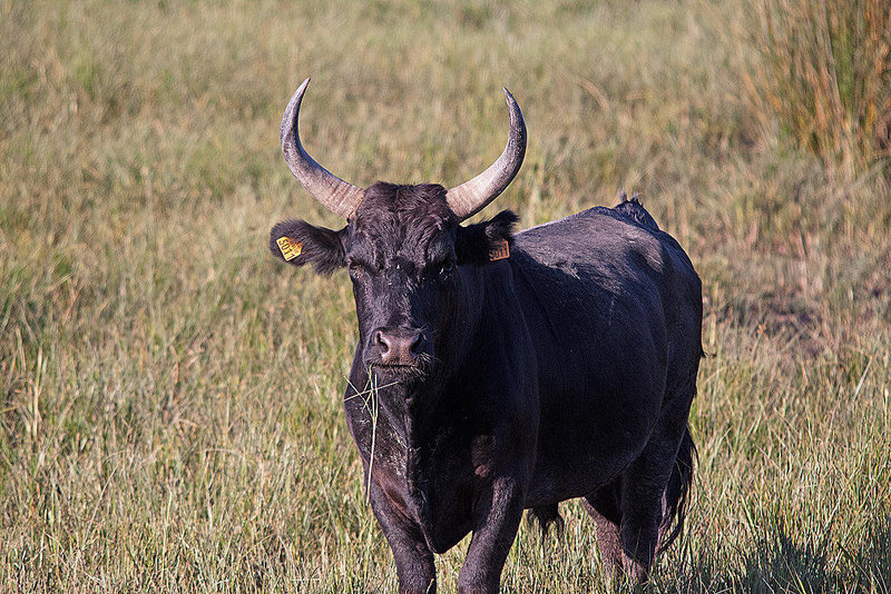 20110606 5185RTw [F] Camargue-Stier, Tour Carbonnière, Camargue [Tour Carbonnière]