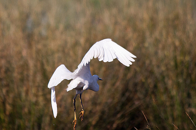 20110606 5183RTw [F] Seidenreiher, Tour Carbonnière, Camargue [Tour Carbonnière]