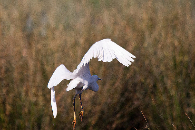 20110606 5183RTw [F] Seidenreiher, Tour Carbonnière, Camargue [Tour Carbonnière]