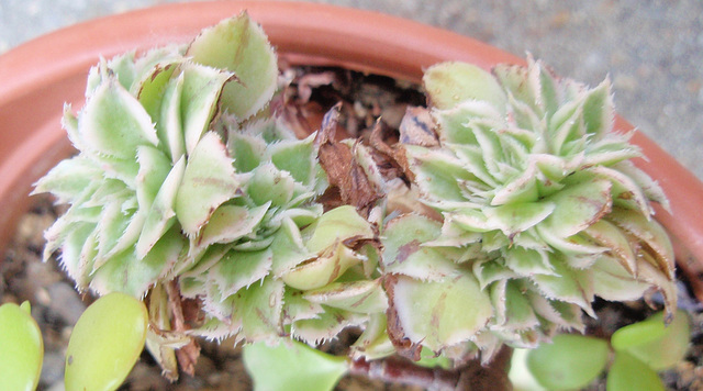 Aeonium sunburst cristata P7032289-2