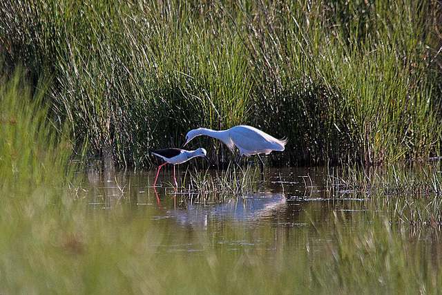 20110606 5168RTw [F] Stelzenläufer, Seidenreiher, Tour Carbonnière, Camargue