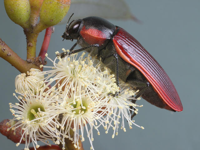 Temognatha marginalis PL2286