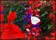 Cabbage Butterfly in a Sea of Red