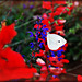 Cabbage Butterfly in a Sea of Red