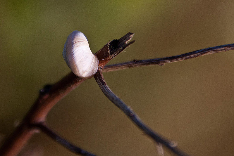 20110606 5147RAw [F] Schnecke, Tour Carbonnière, Camargue