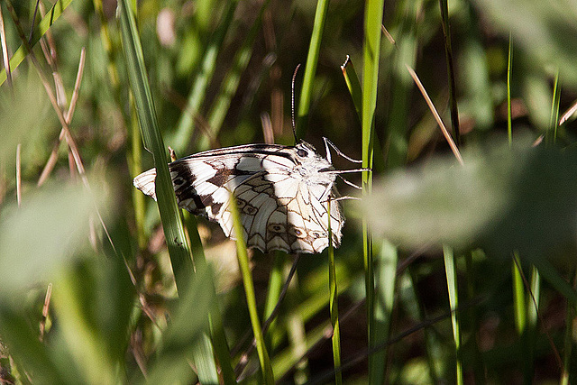 20110606 5142RAw [F] Schachbrettfalter, Tour Carbonnière, Camargue