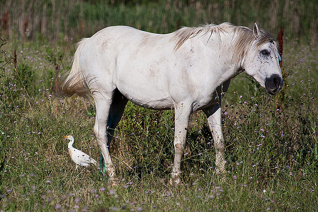 20110606 5139RAw [F] Kuhreiher, Camargue-Pferd, Tour Carbonnière, Camargue