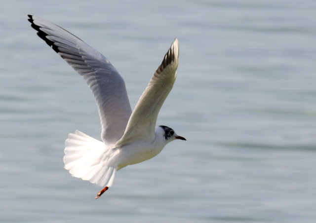 Mouette rieuse