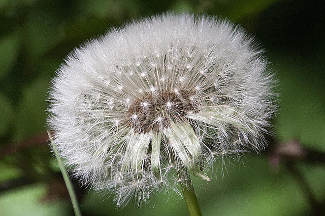 20110508 2081RAw [D~LIP] Löwenzahn-Samen, Lemgo