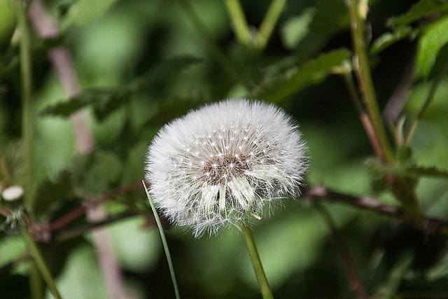 20110508 2080RAw [D~LIP] Löwenzahn-Samen, Lemgo