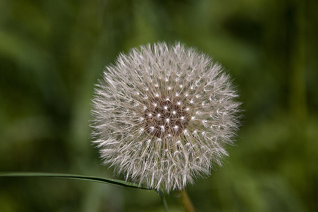 20110508 2078RAw [D~LIP] Löwenzahn-Samen, Lemgo