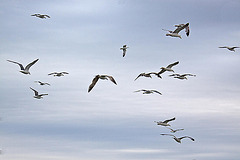 20110601 4859RAw [F] Möwen [Le Grau du Roi] Camargue