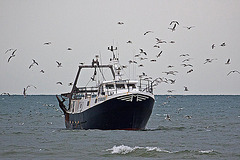 20110601 4856RAw [F] Fischtrawler [Le Grau du Roi] Camargue