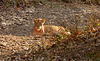 Wild Asiatic lion.India