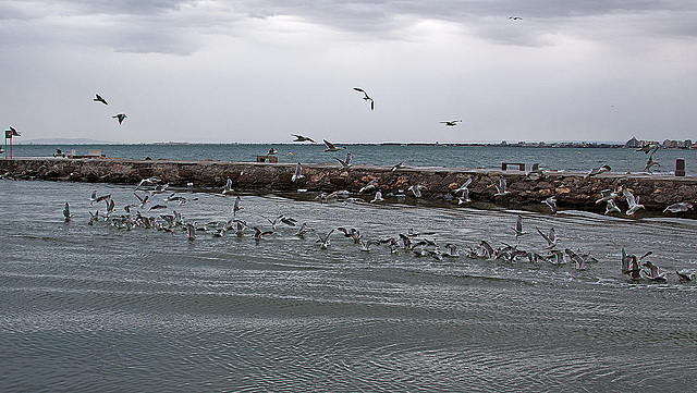 20110601 4836RAw [F] Möwen [Le Grau du Roi] Camargue