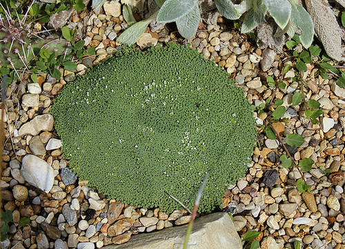 Arenaria tetraquetra